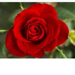 Meet your Posher, Jeannie